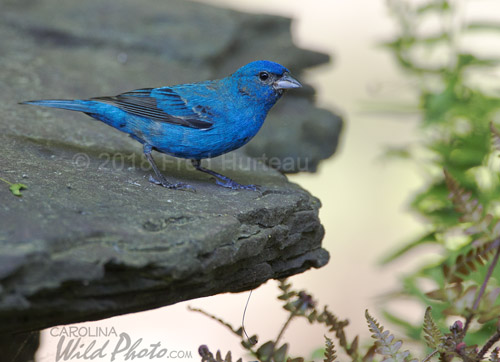 Male Indigo Bunting