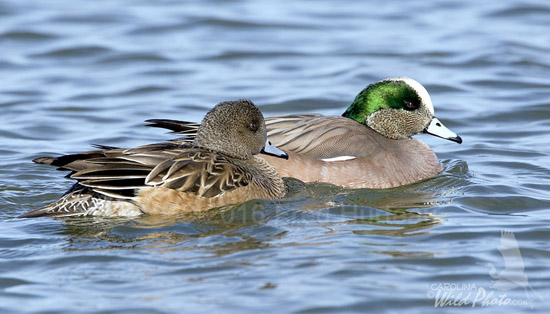 American Wigeon pair