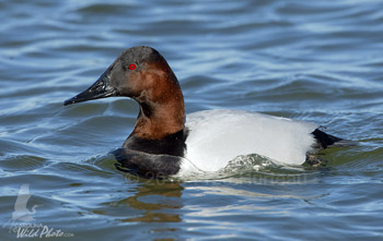 Canvasback drake