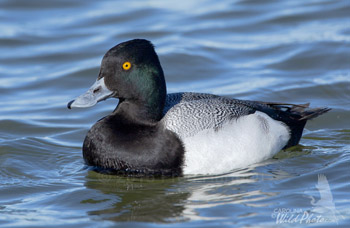Scaup drake