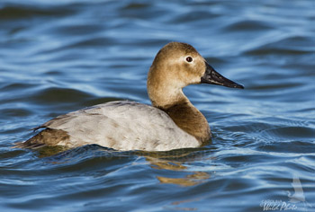 Canvasback hen