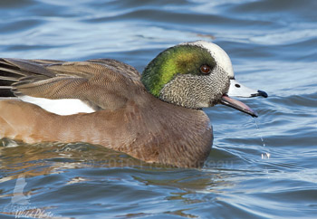 American Wigeon drake