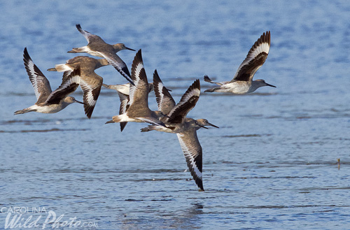 Willets in flight at Ding Darling NWR.