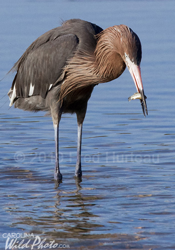 Reddish Egret at Ding Darling NWR