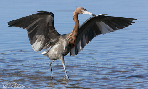 Reddish Egret at Ding Darling NWR