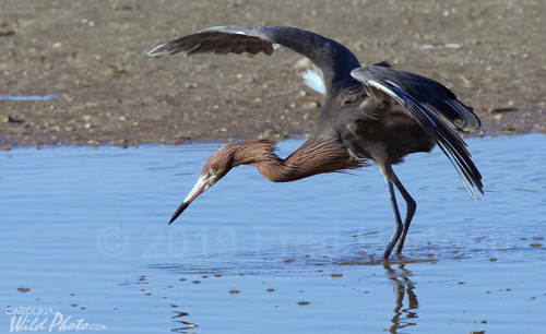 Reddish Egret at Ding Darling NWR