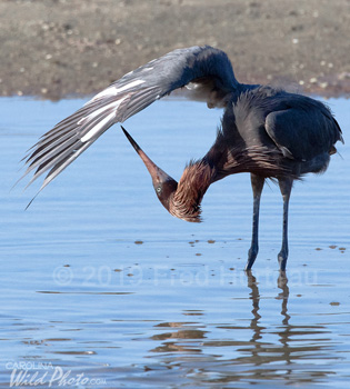 Reddish Egret at Ding Darling NWR