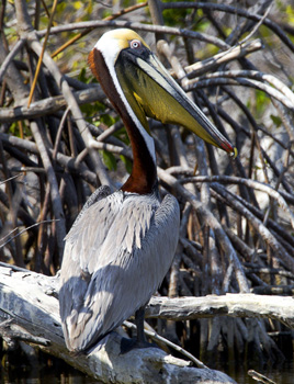 A Brown Pelican at Estero Lagoon