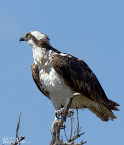 A lone Osprey at Estero Lagoon