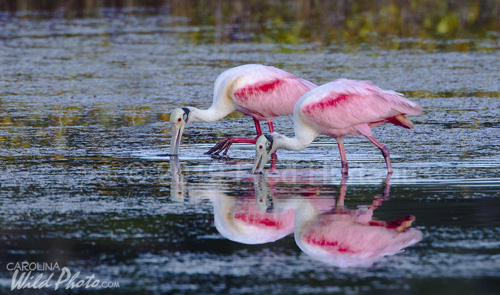 Roseate Spoonbills, Black Point Wildlife Drive, Merritt Island NWR