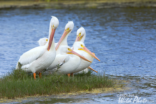 White Pelicans, Black Point Wildlife Drive, Merritt Island NWR