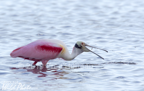 Roseate Spoonbill, Black Point Wildlife Drive, Merritt Island NWR