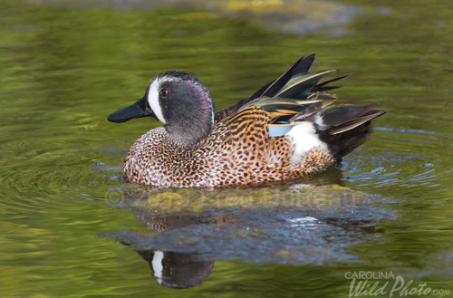 Blue-winged Teal male, Black Point Wildlife Drive, Merritt Island NWR