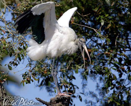 Woodstork at St. Augustine Alligator Farm bird rookery