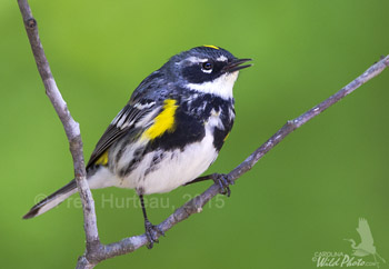 Yellow-rumped Warbler