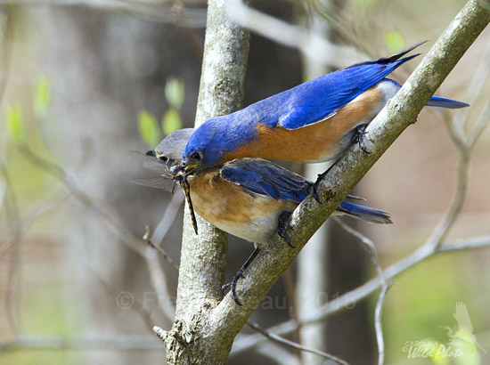The male Bluebird watches