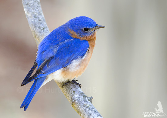 The male Bluebird watches