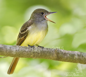 Great Crested Flycatcher