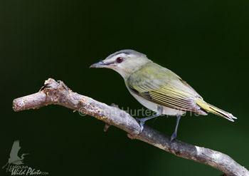 Red-eyed Vireo