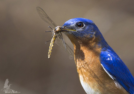 The male Bluebird watches