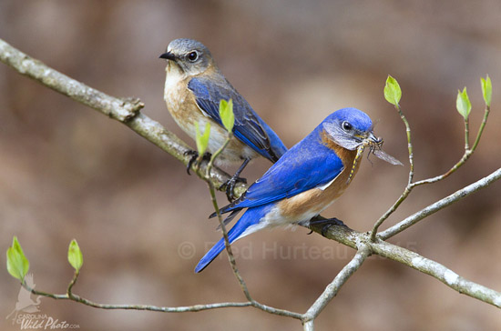 The male Bluebird watches