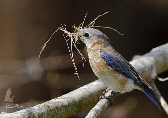 female gathering pine needles and grass