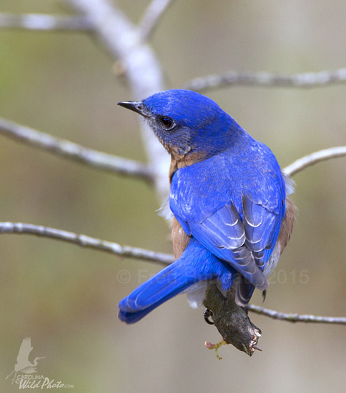 male Bluebird