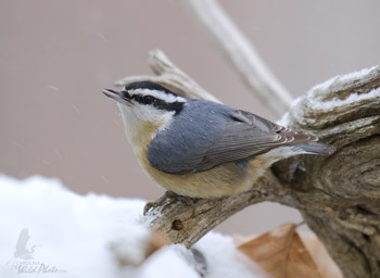 Red-breasted Nuthatch