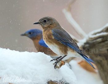 Two Bluebirds