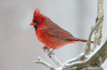 Male Cardinal and snowflakes