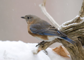 Female Bluebird in the snow