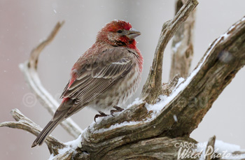 House Finch on a snowy perch