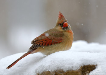 Female Cardinal in the snow