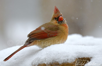 Female Cardinal in the snow