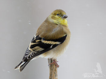 Goldfinch in the snow