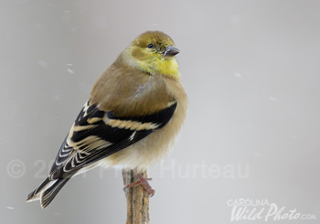 Goldfinch