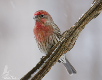 House Finch male in the snow