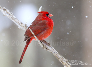 Male Cardinal in snow