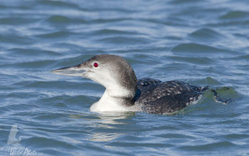 Common Loon