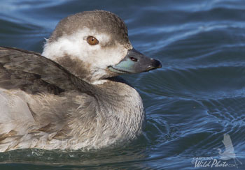 Long-tailed Duck