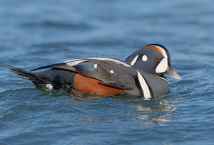 Harlequin Duck drake