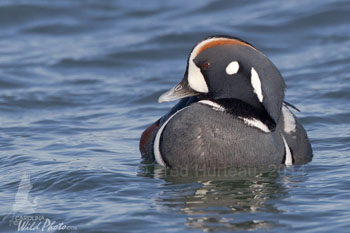 Harlequin Duck