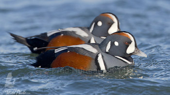 Harlequin Duck