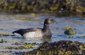 Long-tailed Duck