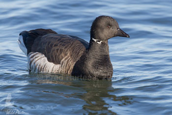 Brant goose