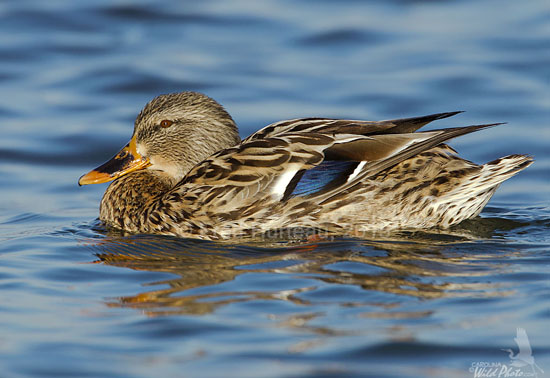Mallard hen