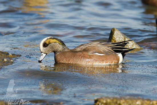 Male American Wigeon