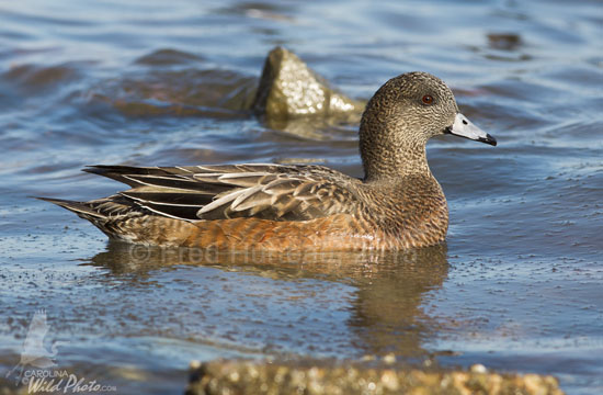 Female American Wigeon