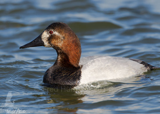 color mutation on male Canvasback
