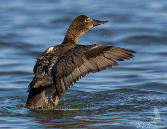female Canvasback